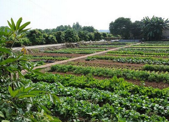 深圳九龍山生態(tài)園農(nóng)家樂一日游喜獲游客好評